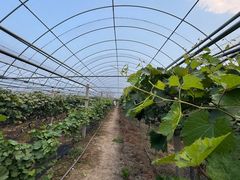 -马陆小张葡萄园农家乐