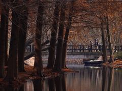 -上海共青森林公园