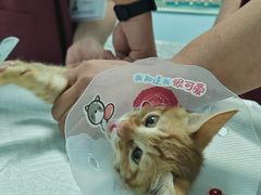 -纳吉亚猫专科动物医院博雅分院