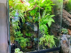 -中环花鸟鱼虫市场