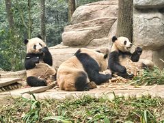 -中国大熊猫保护研究中心雅安碧峰峡基地