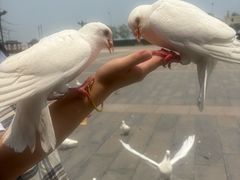 -天津妈祖文化园