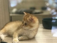 -飞行喵MR PILOT|猫舍·猫咖(静安大融城店)