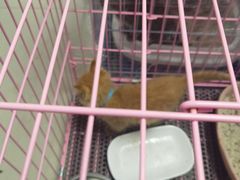 -pd派德宠物中心医院24H急重症·眼科中心·血液透析中心(嵩山北路店)