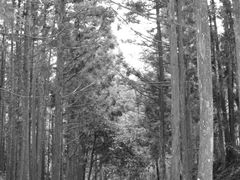 -井冈山风景名胜区-黄洋界