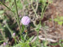-南京市江宁方山