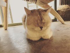 -喵屿·大理花园猫咖