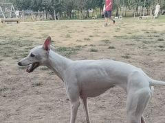 -爪吧宠物乐园 (温榆河示范区店)