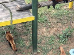 -西霞口神雕山野生动物世界