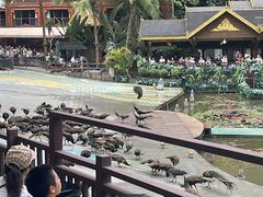 -西双版纳原始森林公园