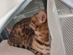 -纳吉亚猫专科动物医院·北北分院