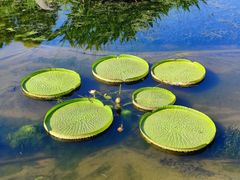 -荷塘月色湿地公园·向阳花洲