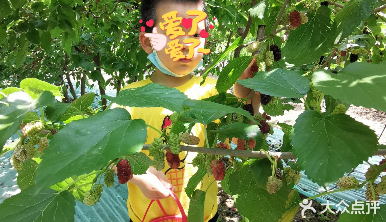 偶然的看见小区微信群有人推荐桑葚采摘，于是电话联系桑