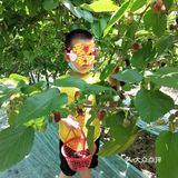 偶然的看见小区微信群有人推荐桑葚采摘，于是电话联系桑