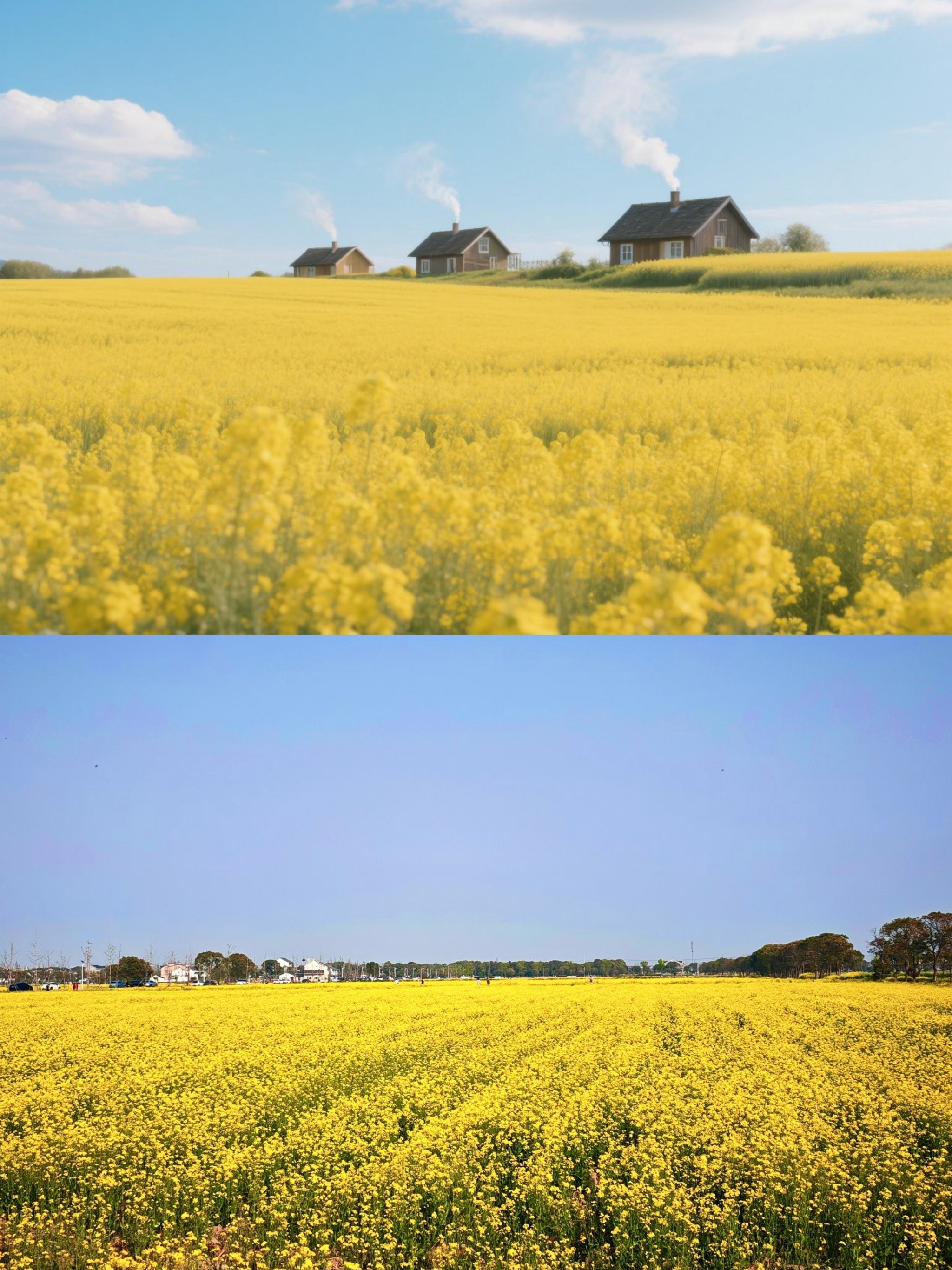 乡村四月天 油菜花海美如画