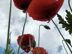 -春花秋色城市公园