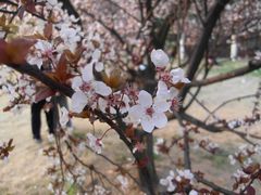 -武汉大学-樱园