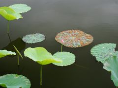 -成都南湖公园