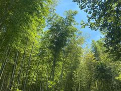 -句容茅山景区