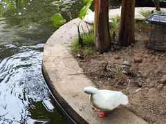 -顺德渔村·岭南一号