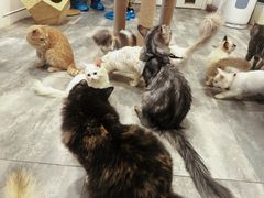 -楼上猫咖(罗湖店)