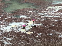 -径山花海