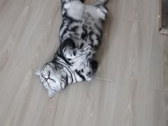 -伟伟宠物医院·瑞派猫友好医院·猫科(光谷店)