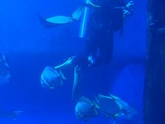 -迪拜水族馆及水下动物园