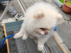 -青石桥花鸟鱼虫市场(叠翠城店)