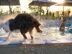 -爪吧宠物乐园 (温榆河示范区店)