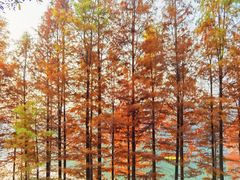 -重庆彩云湖湿地公园
