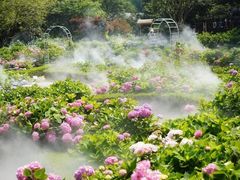 -上海共青森林公园