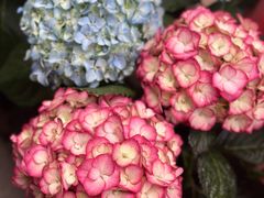 -溪岸路花鸟市场