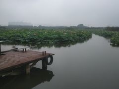 -荷塘月色湿地公园·向阳花洲