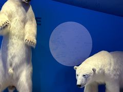 -贝林大翅鲸简餐厅(国家海洋博物馆店)