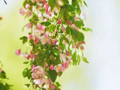 -海棠花溪(元大都城垣遗址公园)