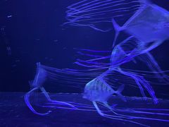 -上海海洋水族馆