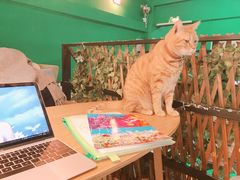 -李小姐の猫咖啡馆(五角场店)
