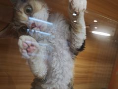 -猫十亿·布偶金渐层·曼基康矮脚猫舍(青年路店)