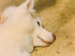 -TrueLove @ Neverland (Husky Cafe)