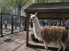 -长白岛森林公园