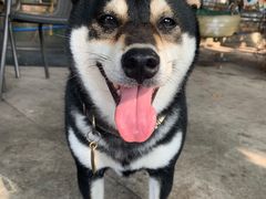 -柴犬高等学院·狗咖·柴犬售卖·宠物训练