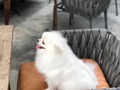 -候鸟等风来·精致西厨(万科第五城店)