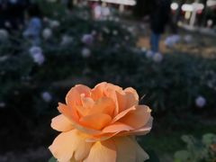 -市民中心-餐厅