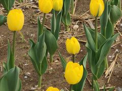 -廊坊文化艺术中心