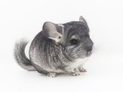 -龙猫仔乐园(惠福东路店)