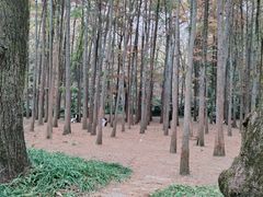 -杭州植物园