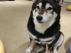 -逗柴咖啡屋·狗咖猫咖宠物桌游