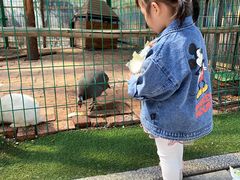 -大鹅岛绿色生态美食园