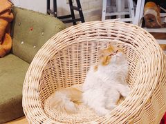 -Cappucimeow猫咪咖啡馆(韦伯时代店)